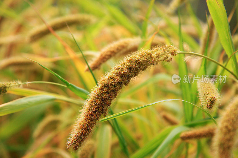 普通黍(Panicum miliaceum)田